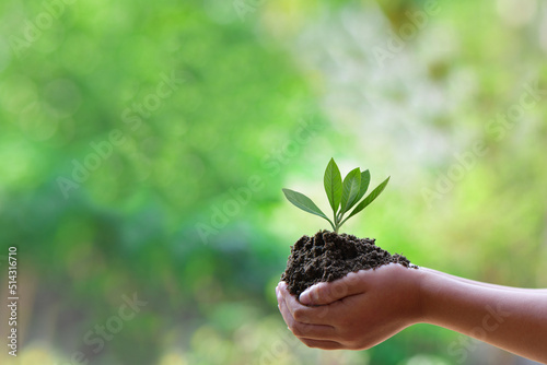 Trees are planted on the ground in girl hands with natural green backgrounds, the concept of plant growth,