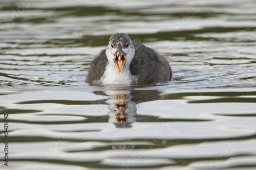 Coot chick waiting to be fed