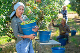 Young smiling asian woman gardener holding blue plastic bucket full of ripe pears in garden
