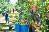 Young american male farmer engaged in picking of pears in orchard, laying harvested fruits in buckets
