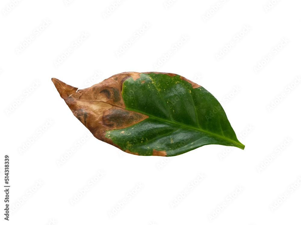 Fototapeta premium Glossy dark green coffee tree leaf with dried edge, isolated. Improper care