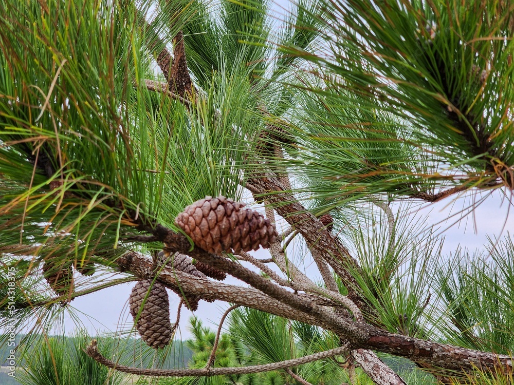 pinha de pinus para natal