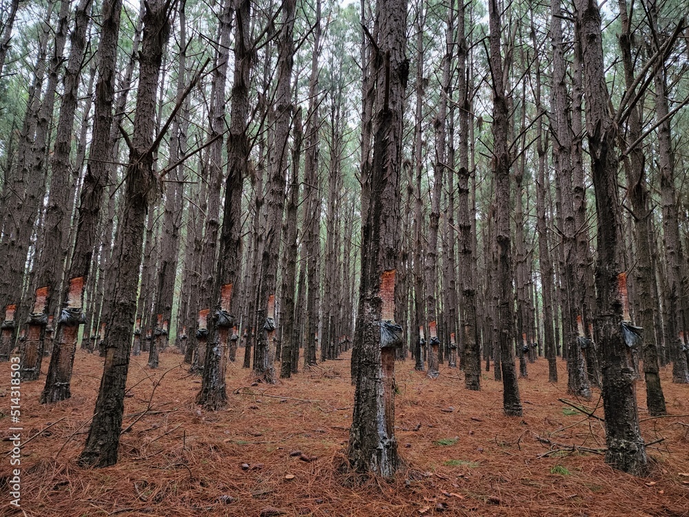 floresta de árvores de pinus