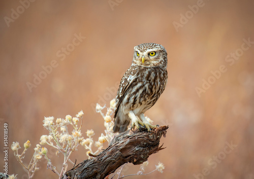 little owl on a log with a warm background