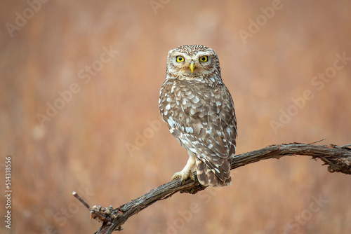 little owl on a log with a warm background