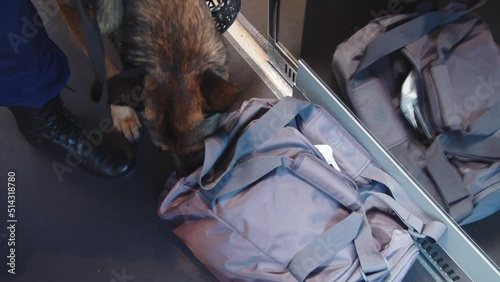A service dog sniffs a bag during a train inspection. cynological service of the railway police