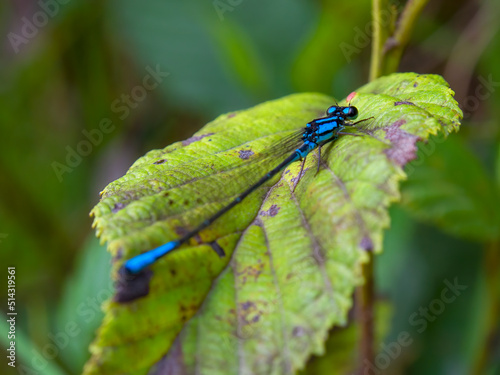 Macro photography of a blue-tailed damselfly sitting on an alder leaf, captured in a forest near the town of Arcabuco in central Colombia.
