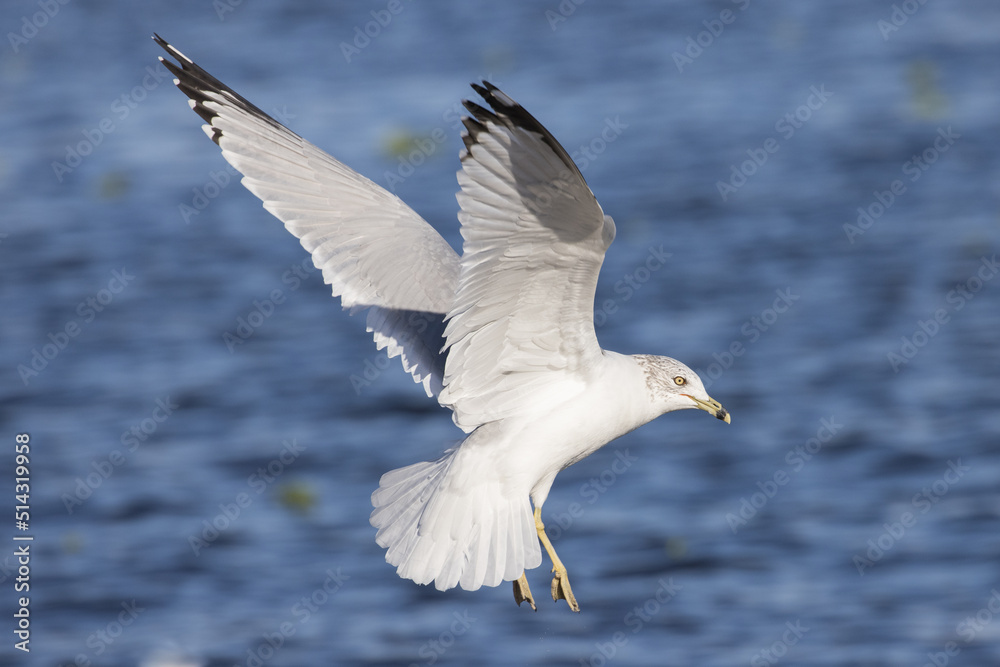 Seagull taking flight over a body of water Seagull taking flight over a body of water