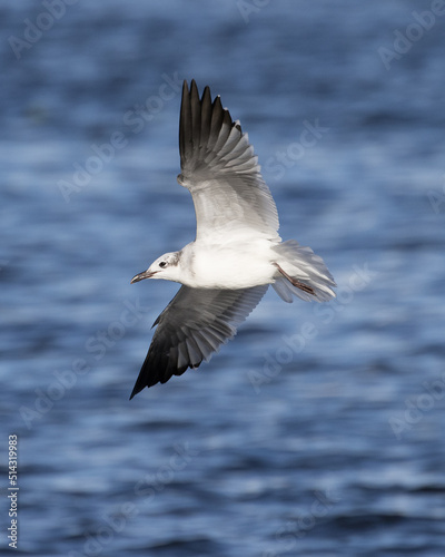 Seagull taking flight over a body of water