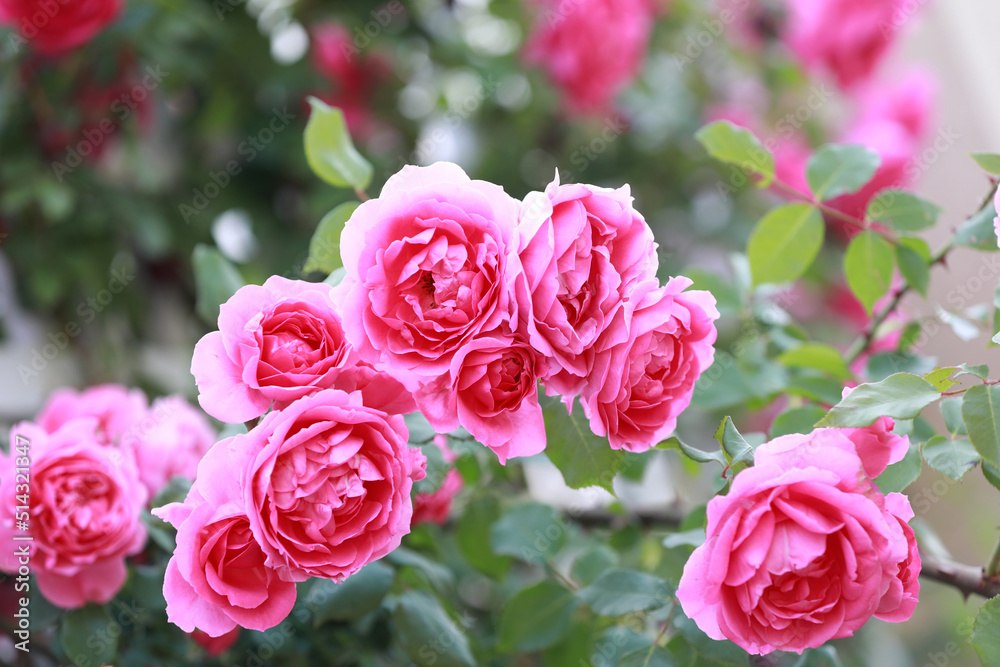 Blooming roses in the park, North China Blooming roses in the park, North China