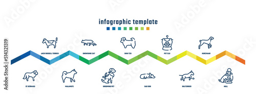 concept infographic design template. included jack russell terrier, st bernard, snowshoe cat, malamute, shih tzu, grooming pet, pet clo, sad dog, kurzhaar, null icons.