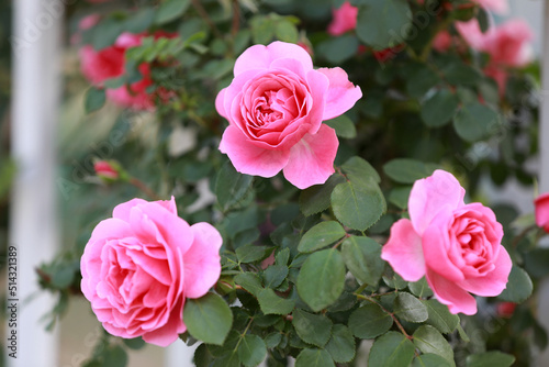 Blooming roses in the park, North China