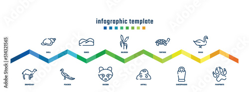 concept infographic design template. included shell, dromedary, dunes, peacock, bulrush, racoon, tortoise, anthill, swan, pawprints icons.