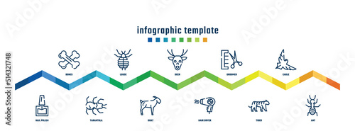 concept infographic design template. included bones, nail polish, louse, tarantula, deer, goat, groomer, hair dryer, eagle, ant icons.