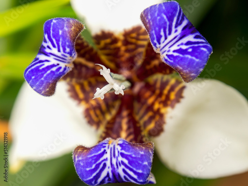 Macro photography of an exotic walking iris flower, captured at a garden near the colonial town of Villa de Leyva in central Colombia. photo