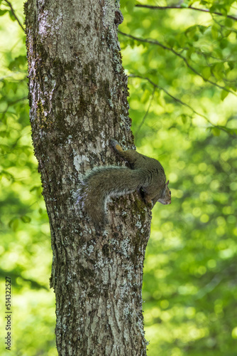 Squirrel on a tree trunk with leaves and trees in background