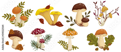 Set of botanical compositions with autumn mushrooms and forest plants, coniferous, dry leaves. Vector graphics.