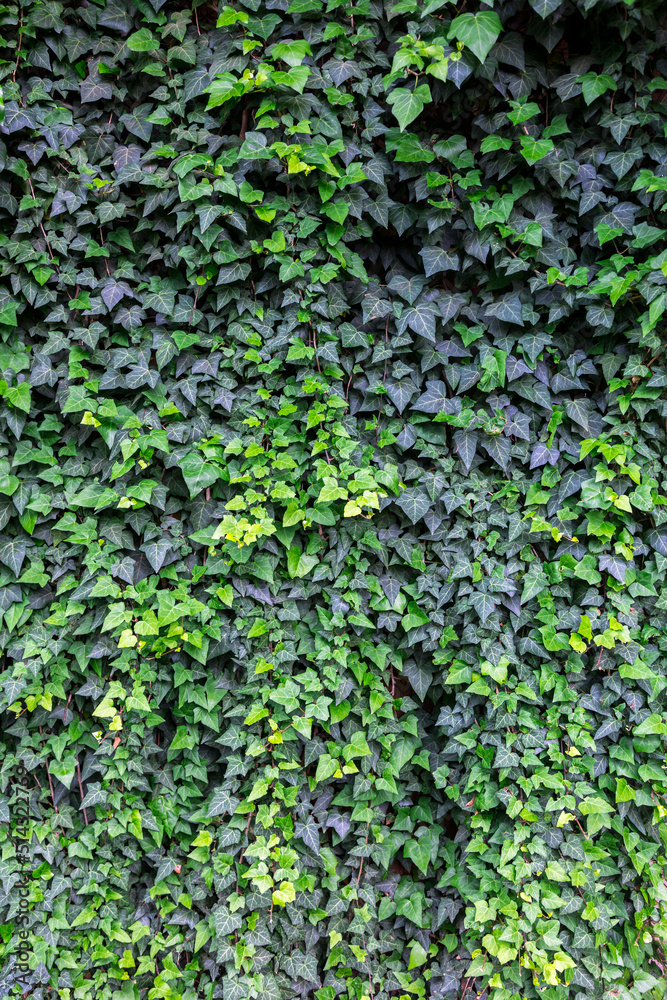 Wall covered with ivy (hedera). Landscaping in interest and exterior. Wall covered with ivy (hedera). Landscaping in interest and exterior.