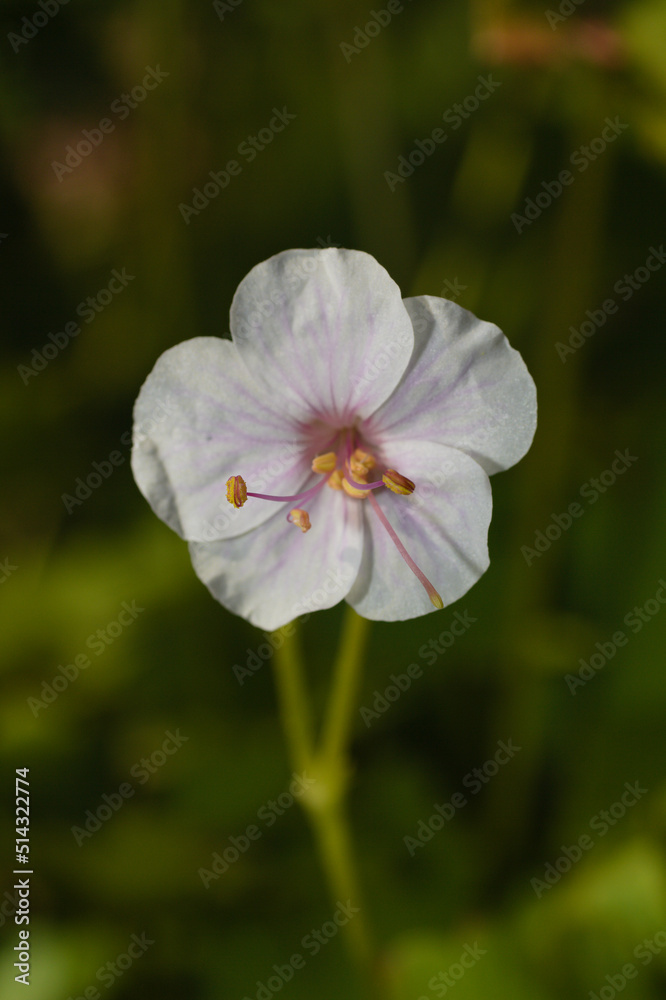white flower in the garden white flower in the garden