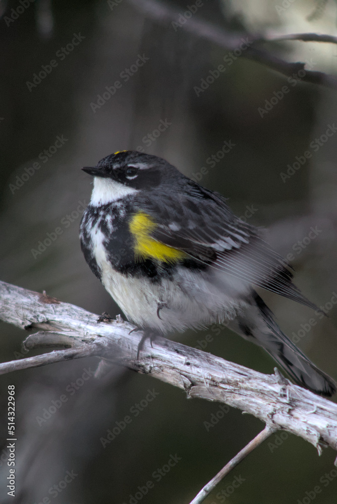 Obraz premium Male Yellow Rumped Warbler in Boreal Forest