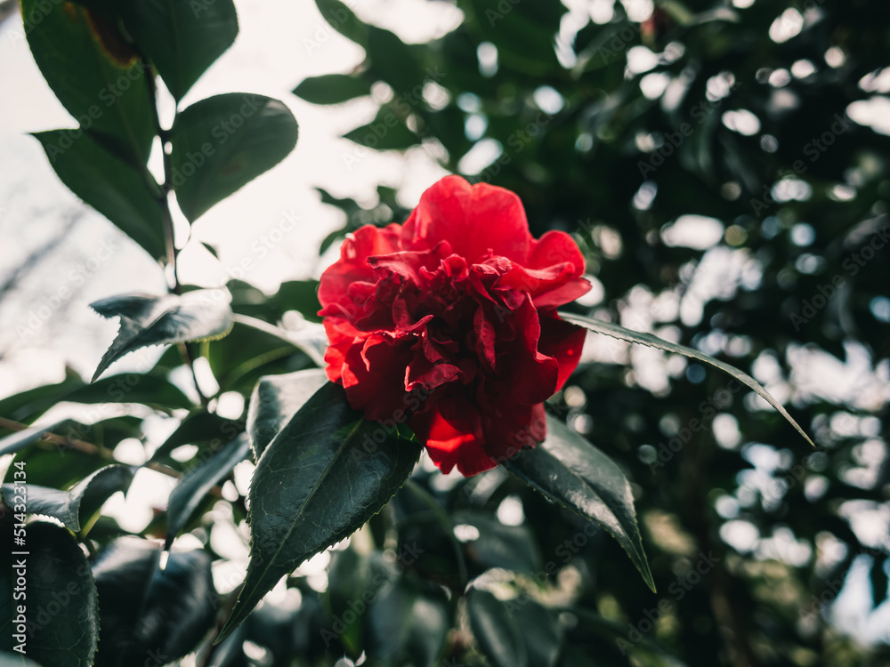 Red flower in the garden Red flower in the garden