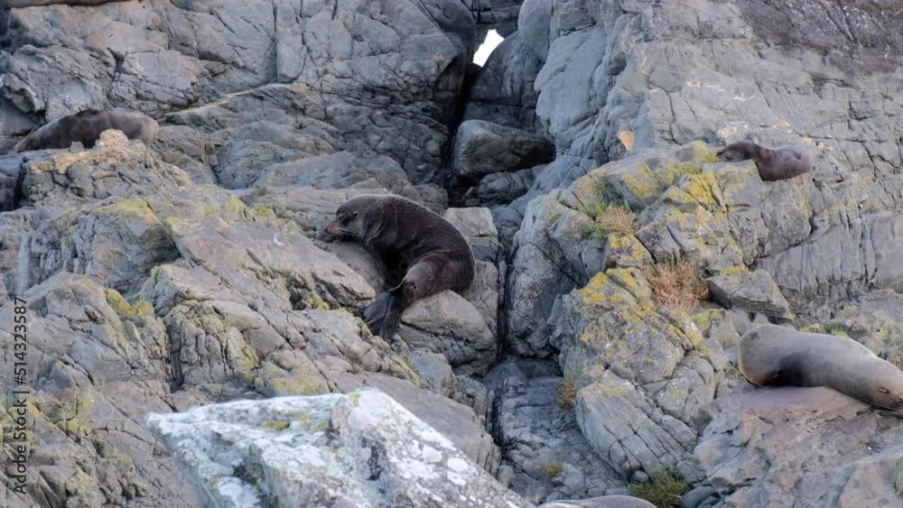 Colony of New Zealand fur seals on the rocks, sleeping, relaxing and scratching at Red Rocks on the South Coast of Wellington, New Zealand Aotearoa Colony of New Zealand fur seals on the rocks, sleeping, relaxing and scratching at Red Rocks on the South Coast of Wellington, New Zealand Aotearoa