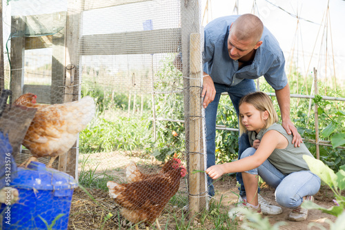 Father and her daughter feed chickens in chicken coop in the backyard of country house