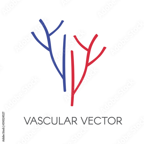 vector vascular, veins and arteries  photo