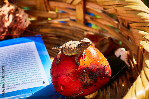 selective focus on mexican plateau hornerd lizard phrynosoma orbiculare and mushroom, in a basket with book around, lizard with form of dragon in mexiquillo Durango  photo