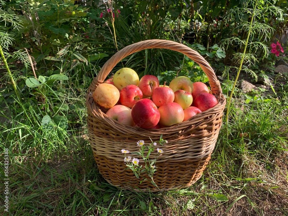 basket of apples basket of apples