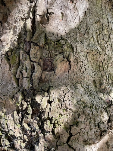 bark of a tree