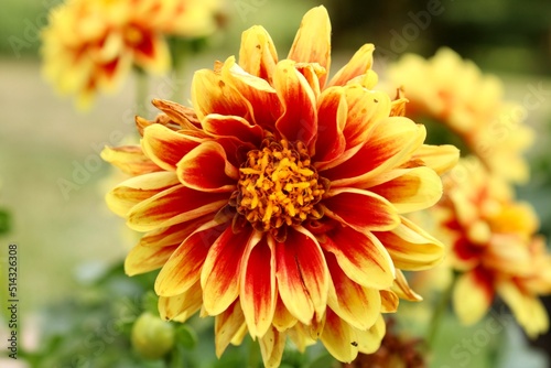 orange dahlia flower