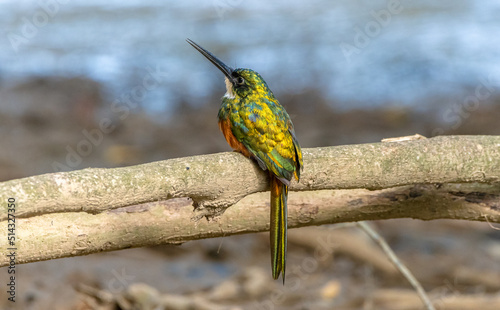 Galbula ruficauda - Jacamar colirrufo