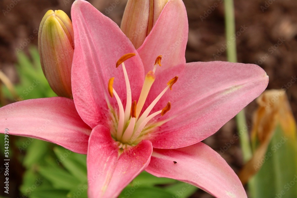 Close up of a Pink Asiatic Lily 