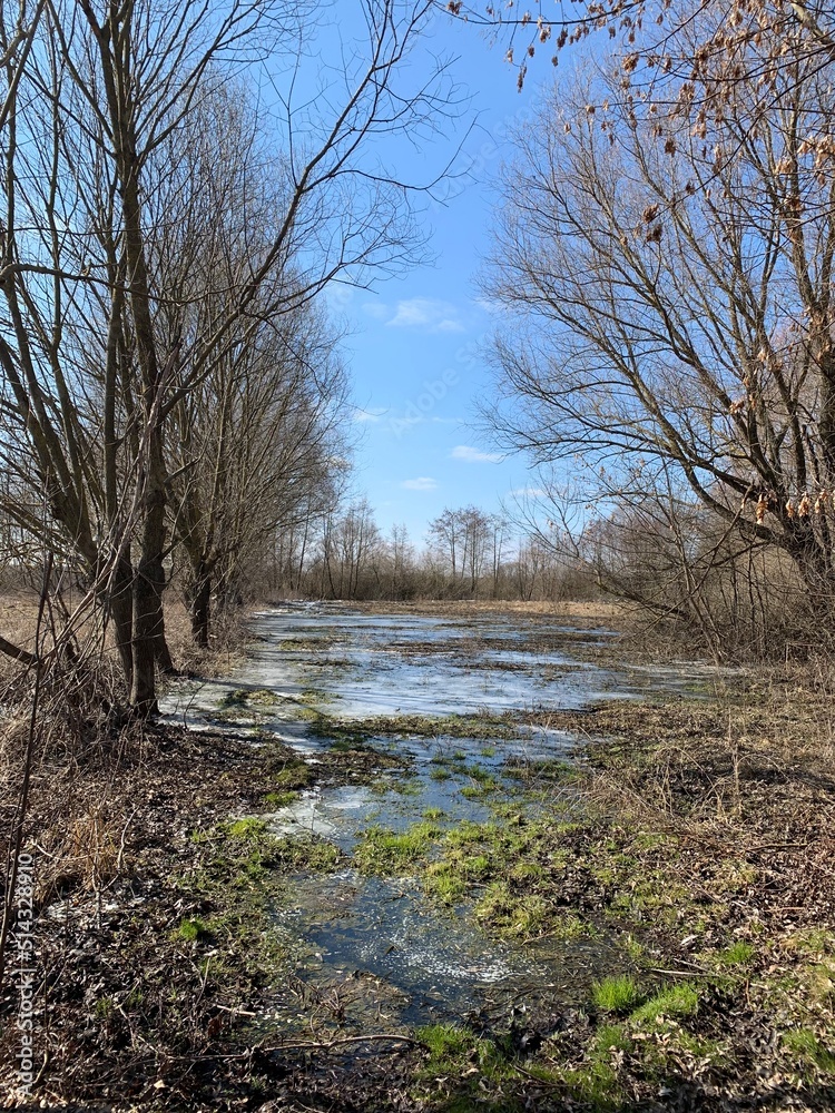 Water meadow melted snow spring Ukraine Water meadow melted snow spring Ukraine