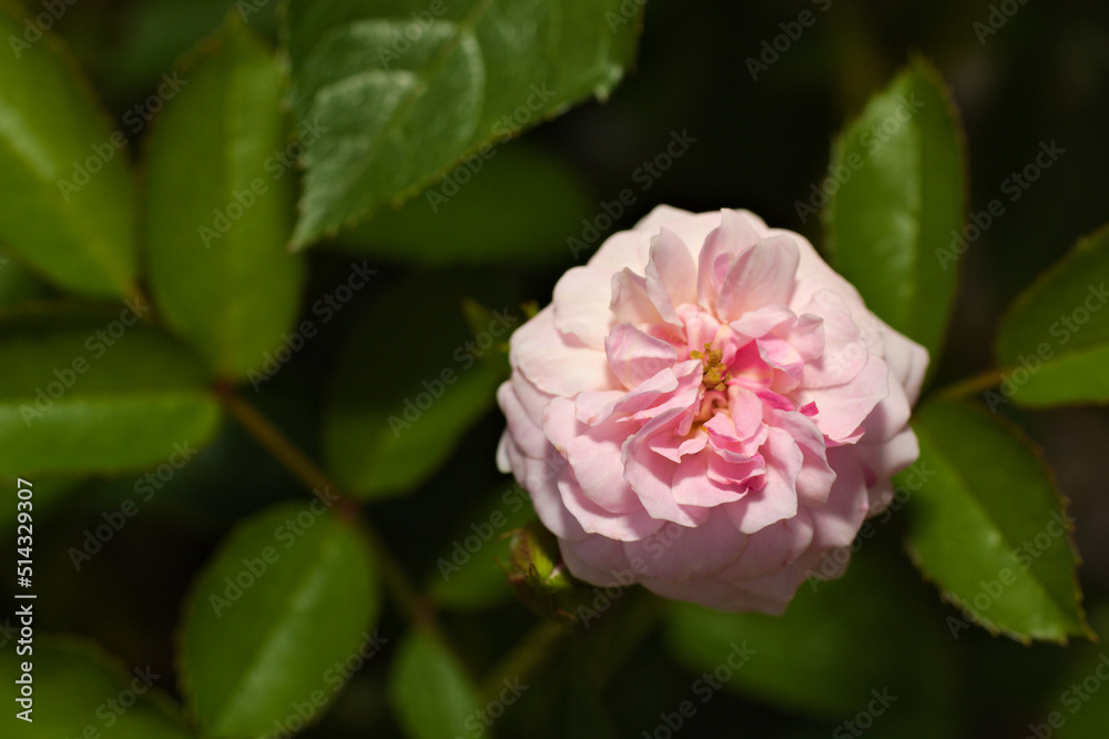 puffy rose puffy rose
