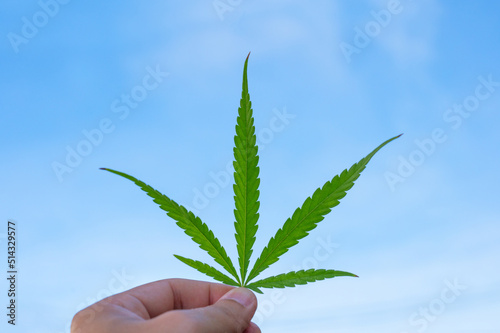 Hand holding cannabis leaf with a blue sky background. Cultivation of medical marijuana.