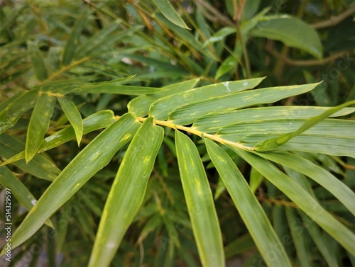 Photo of yellow bamboo leaves