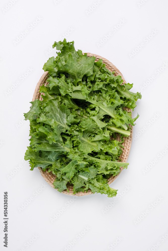 치커리
치커리