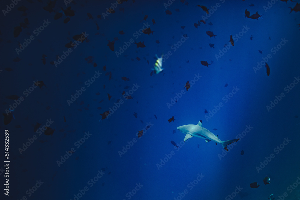 Obraz premium Diving with Sharks in Maldives 