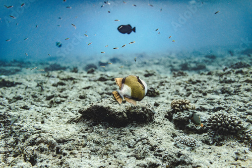 Diving with Sharks in Maldives 