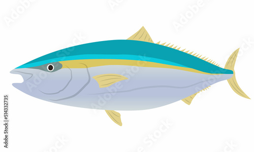ブリ・鰤　ベクターイラスト素材