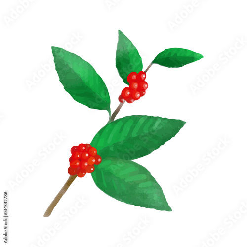 水彩風の赤いコーヒー豆のイラスト