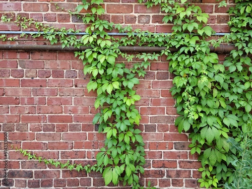 Brick Wall with Vines