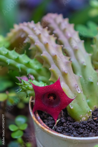Ojo de dragón, flor de cactus en jardín casero
