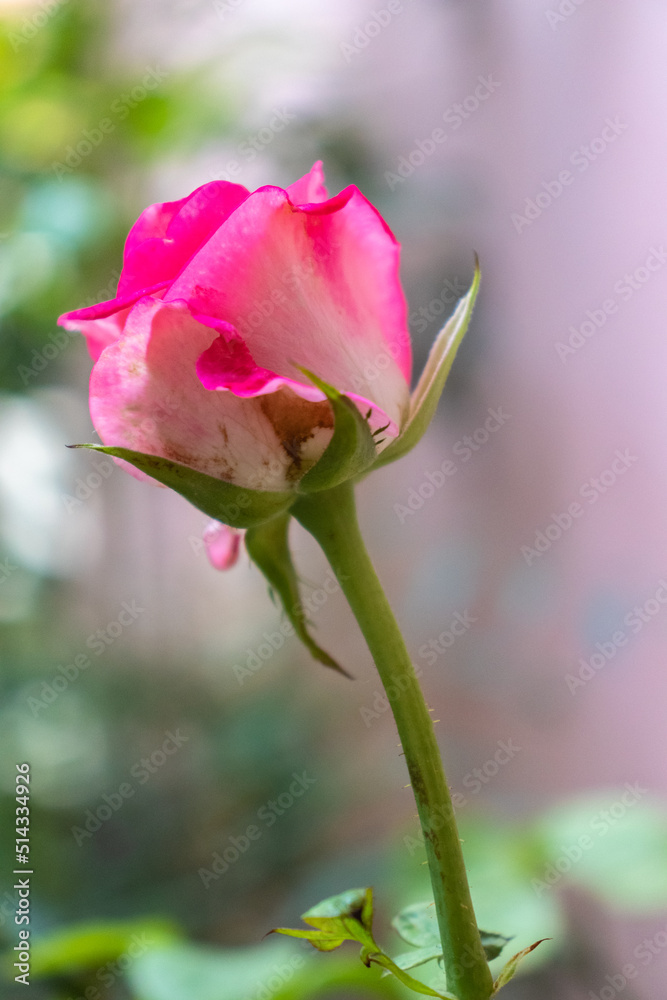 Rosa abriendo su capullo, rosa con motas, rosa sobre fondo verde y cafe
