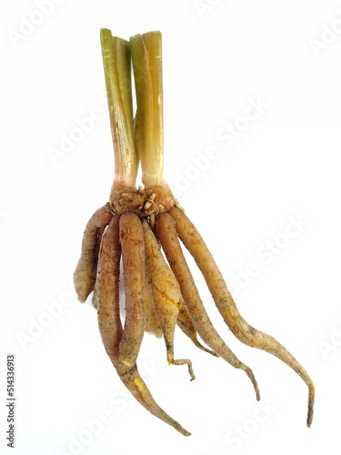 Finger root, also known as Chinese Ginger, Galingale, Kaempfer, Boesenbergia rotunda, or Krachai, isolated on a white background.
