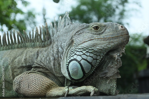 Giant iguana portrait is resting. This is the residual dinosaur reptile that needs to be preserved in the natural world. close up. selective focus