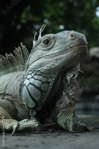 Giant iguana portrait is resting. This is the residual dinosaur reptile that needs to be preserved in the natural world. close up. selective focus © sanggung