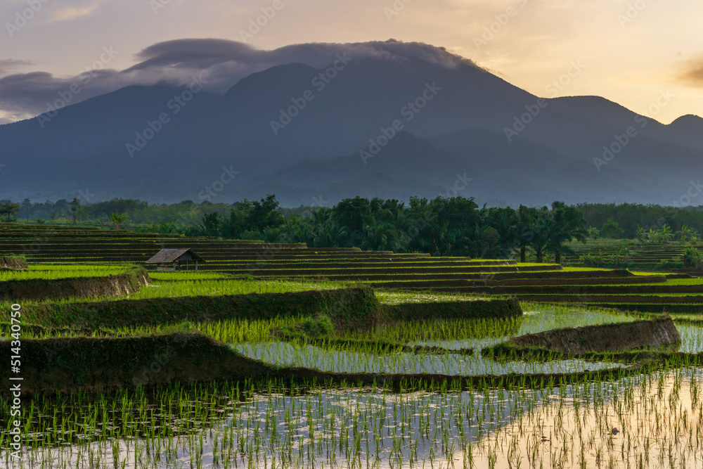 the view of the reflection of the morning sun shining over the green Indonesian rice fields
